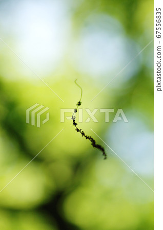 Fresh green Fresh green 67556835