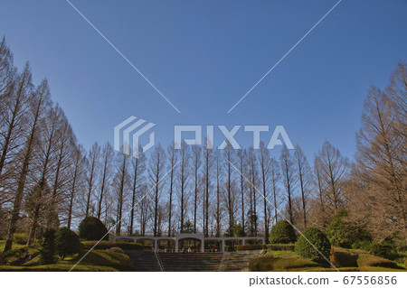 [相模原市]相模原公園冬季水杉樹 67556856