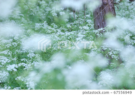 春天的花朵 春天的花朵 67556949