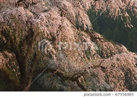 閃亮的枝條櫻花 閃亮的枝條櫻花 67556965