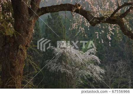 靜靜盛開的垂枝櫻花 67556966