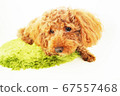 Toy poodle in trouble 67557468