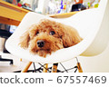 Thinking dog 67557469