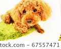 Toy poodle sue 67557471