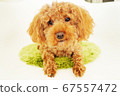 Toy poodle facing front 67557472