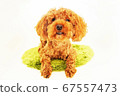 Toy poodle with front teeth visible 67557473