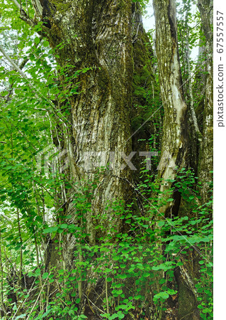 德本Pass樹 德本Pass樹 67557557