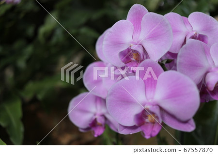 Tropical flowers I met in Taiwan Tropical flowers I met in Taiwan 67557870