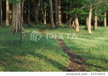  Walking path in the forest 67558001