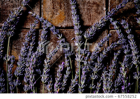 Lavender flowers on dark tile Lavender flowers on dark tile 67558252