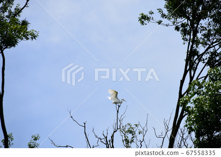 Kashihara Jingu Fukada Pond 67558335