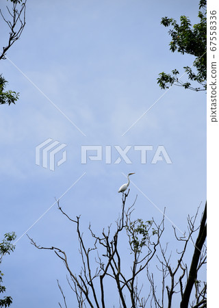 Kashihara Jingu Fukada Pond 67558336