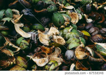 coconut coir husk or shell, it is outer layer of a ripe coconut coconut coir husk or shell, it is outer layer of a ripe coconut 67558348