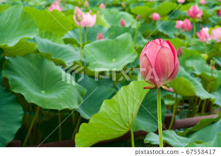 美麗的古代蓮花盛開在清晨的池塘 67558417