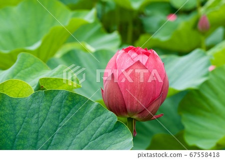 Beautiful ancient lotus flower blooming in the early morning pond Beautiful ancient lotus flower blooming in the early morning pond 67558418