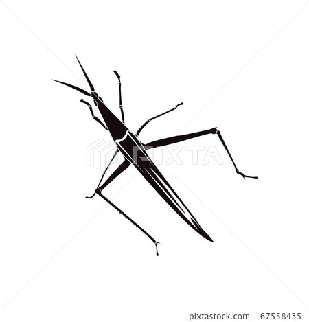 Grasshopper silhouette on a white background Grasshopper silhouette on a white background 67558435