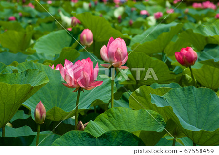 Beautiful ancient lotus flower blooming in the early morning pond Beautiful ancient lotus flower blooming in the early morning pond 67558459