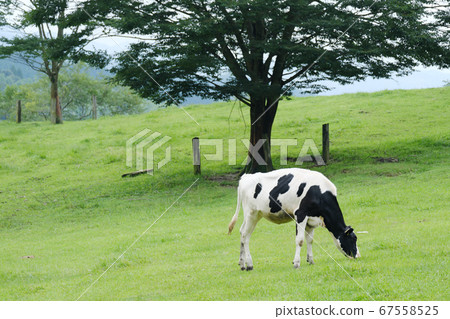 Holstein eating grass growing on the hill Holstein eating grass growing on the hill 67558525