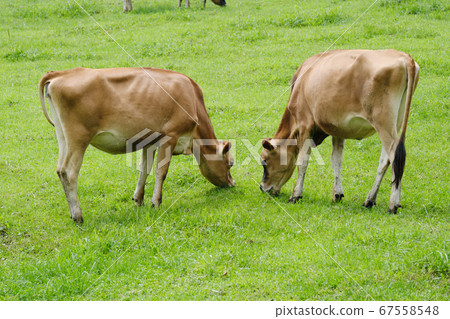 A good-looking cow that faces beautifully A good-looking cow that faces beautifully 67558548