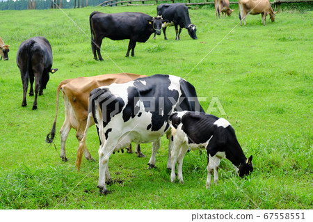 Cows grazing and eating grass freely 67558551