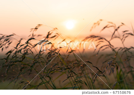 beautiful summer sunset in the field, orange sun over a field with grass 67558676