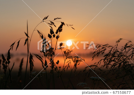 beautiful summer sunset in the field, orange sun over a field with grass 67558677
