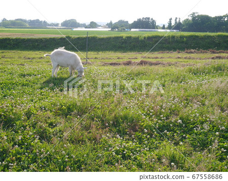 Goat eating grass (pull) 67558686