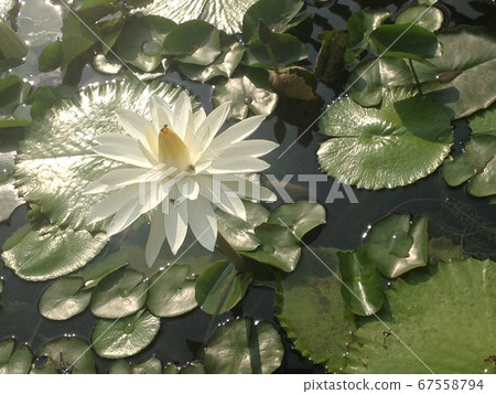 紐索倫人在旅行時花 67558794