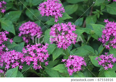 Pentas Pentas 67558916