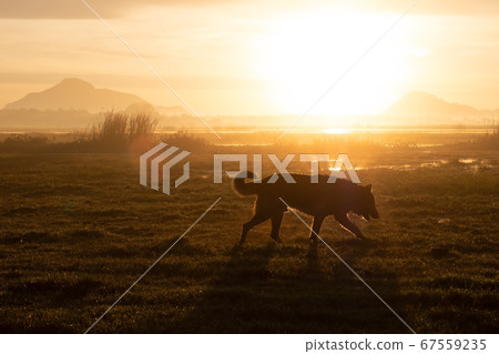 German Shepherd walking in early morning on summer 67559235