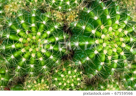 Top view cactus Top view cactus 67559566