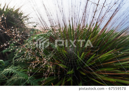 Close up view on spider web on early morning. 67559578