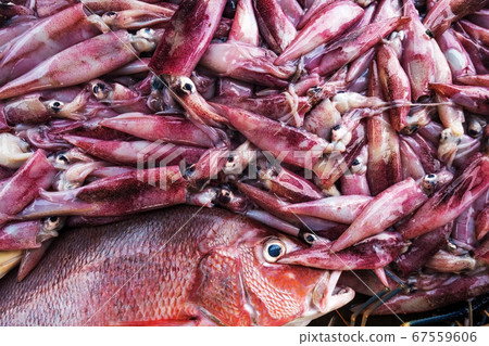 Fresh uncooked squids on shop table. Fresh uncooked squids on shop table. 67559606