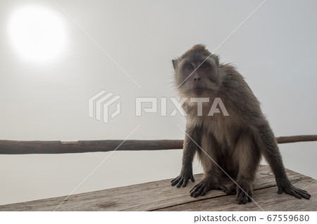monkey sitting on a stone 67559680