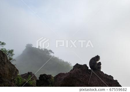 monkey sitting on a stone 67559682