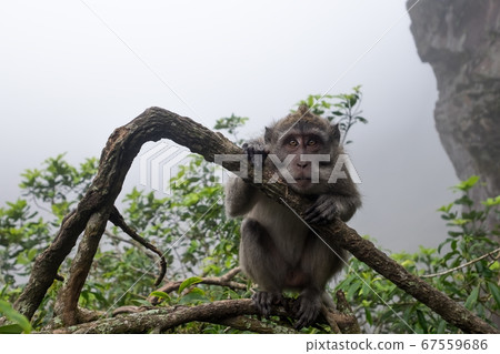 monkey sitting on a tree monkey sitting on a tree 67559686