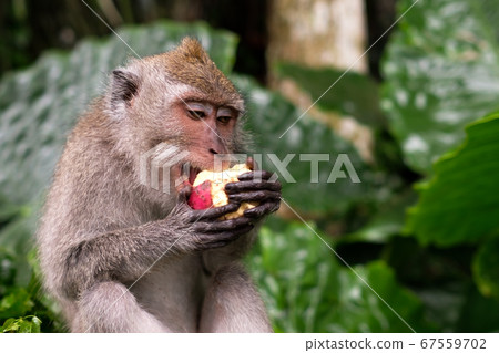 Young Macaque Monkey eat Young Macaque Monkey eat 67559702