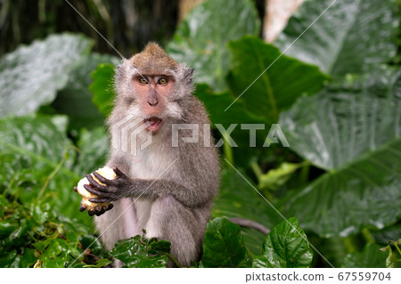 Young Macaque Monkey eat 67559704