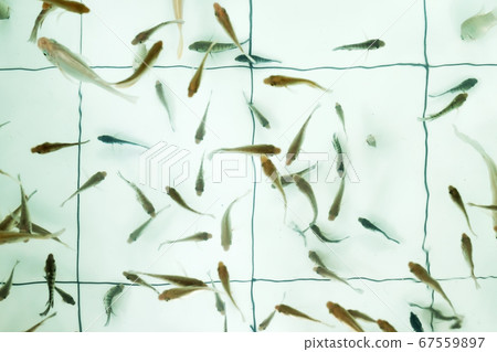Doctor fish. Garra rufa swimming in poo 67559897
