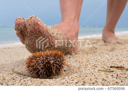 A man walks along the beach and is about to step A man walks along the beach and is about to step 67560096