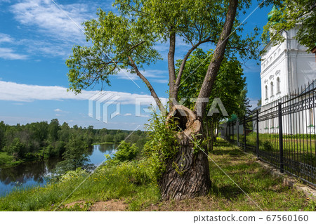 An old tree with a large hollow near the white An old tree with a large hollow near the white 67560160
