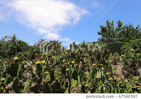 Ibaraki Kamisu prickly pear colony 67560397
