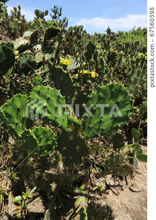 Ibaraki Kamisu prickly pear colony 67560398
