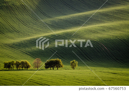 Green grass field background 67560753