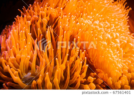 Sea anemone in ocean Sea anemone in ocean 67561401