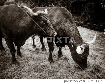 Grazing salers beef in Cantal mountain fields. Grazing salers beef in Cantal mountain fields. 67561414
