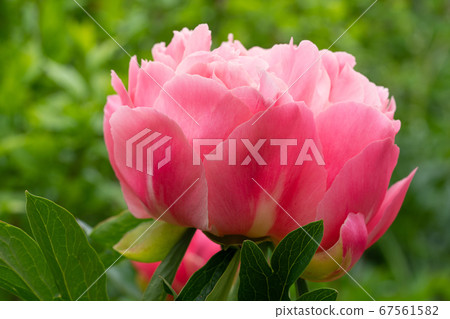 Peony, Paeonia Peony, Paeonia 67561582