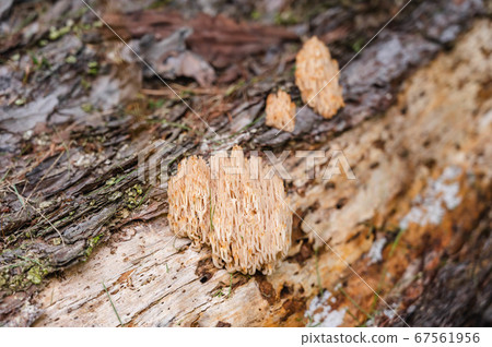 Boracata Boracata 67561956