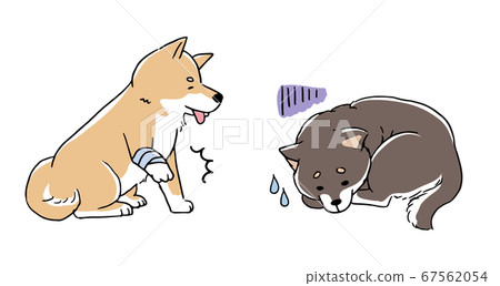 受傷的柴犬 67562054