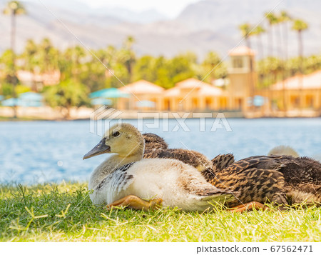 Many baby ducks sleeping on the ground Many baby ducks sleeping on the ground 67562471